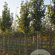 Pyrus calleryana 'Chanticleer' 14-16 HO draadkluit 3 X verplant
