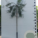 Pyrus salicifolia 'Pendula' 6-8 HO container 225 cm stam