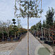 Quercus ilex 10-12 cm container LEIVORM 200 cm stam