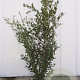 Quercus ilex 175-200 cm 30L