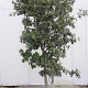 Quercus ilex 200-250 cm container 80 stam