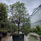 Quercus ilex 250-300 cm cont. 350L meerstammig