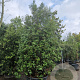 Quercus ilex 350-400 cm cont. 500L meerstammig