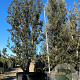 Quercus ilex 500-550 cm container meerstammig