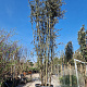 Quercus ilex 500-550 cm cont. 500L meerstammig