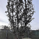 Quercus ilex 600-700 cm container meerstammig