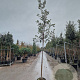 Quercus ilex 160 cm stam container 6-8