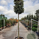 Quercus ilex 180 cm stam container 12-14