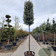 Quercus ilex 180 cm stam container 12-14