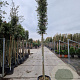 Quercus ilex 180 cm stam container 14-16
