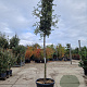 Quercus ilex 180 cm stam container 18-20 leiboom