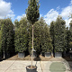 Quercus ilex 200 cm stam container 12-14