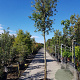 Quercus ilex 200 cm stam container 18-20 leiboom
