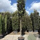 Quercus ilex 200 cm stam container 18-20 leiboom
