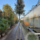 Quercus ilex 200 cm stam container 20-25 leiboom