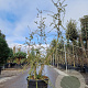 Quercus suber 150-175 cm 45L meerstammig solitair