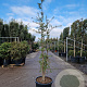 Quercus suber 175-200 cm 45L meerstammig solitair