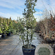 Quercus suber 250-300 cm container meerstammig