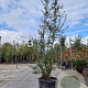 Quercus suber 250-300 cm cont. 70L meerstammig
