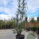 Quercus suber 250-300 cm cont. 70L meerstammig