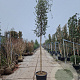 Quercus suber 180 cm stam container 18-20 leiboom