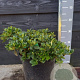 Rhododendron 'Golden Wonder' 25-30 cm 7,5L
