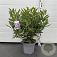Rhododendron 'Roseum Elegans' 50-60 cm 7,5L