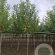 Robinia ps. 'Bessoniana' 16-18 HO draadkluit 3 X verplant
