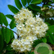 Sorbus auc. 'Rossica Major' 10-12 HO container