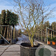 Stewartia pseudocamellia 300-350 cm container meerstammig