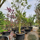 Styphnolobium japonicum 350-400 cm container meerstammig