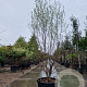 Styrax japonicus 200-250 cm container meerstammig