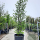 Sycoparrotia semidecidua 350-400 cm container meerstammig