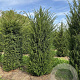 Taxus baccata 150-175 cm draadkluit