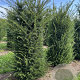Taxus baccata 150-175 cm draadkluit