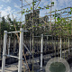 Tilia europaea 'Pallida' 10-12 HO container 180 cm stam leiboom