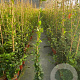 Trachelospermum jasminoides 125-150 cm vierkant rond 5,5L