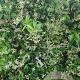 Trachelospermum jasminoides 175-200 cm 10L