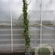 Trachelospermum jasminoides 250-300 cm 18L