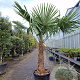 Trachycarpus fortunei 110 cm stam container