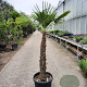 Trachycarpus fortunei 110 cm stam container