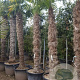 Trachycarpus fortunei 220 cm stam container