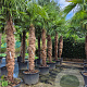 Trachycarpus fortunei 220 cm stam container