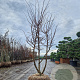 Ulmus minor suberosa 300-350 cm draadkluit meerstammig solitair