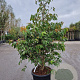 Viburnum plic. Kilimandjaro 150-175 cm 50L