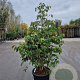 Viburnum plic. Kilimandjaro 150-175 cm 50L