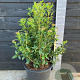 Viburnum tinus 60-80 cm 20L