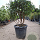 Viburnum tin. 'Eve Price' 80-100 cm 50L Parasol