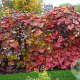 Vitis coignetiae 'Sunningdale' 150-175 cm vierkant rond 5,5L