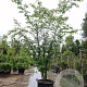 Zelkova serrata 200-250 cm container meerstammig extra